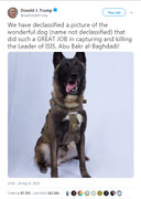 Ông Trump đăng ảnh ca ngợi chú chó truy đuổi thủ lĩnh IS