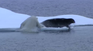 Tuyệt chiêu 'ninja' săn hải cẩu của gấu Bắc cực và cái kết không ngờ
