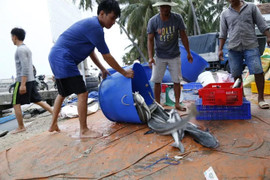 Chạy bão số 5, ngư dân chịu lỗ hàng trăm triệu đồng, bán tống bán tháo tôm hùm, cá bớp