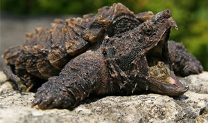 Loài rùa quái thú được ví như khủng long sống