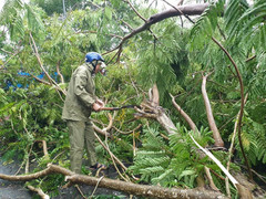 Ảnh hưởng bão số 5, hàng trăm ha cây trồng ở Quảng Ngãi bị nhấn chìm