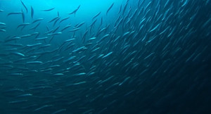 Video: Kinh ngạc với vũ điệu biển khơi của hàng tỷ con cá mòi