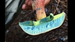 Video: Kinh ngạc với tốc độ oxy hóa trong chớp mắt của loài nấm lạ
