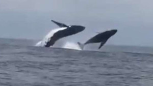 Video: Hai mẹ con cá voi lưng gù 'nhảy đôi' cực ngoạn mục
