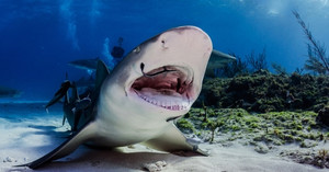 Loài cá chuyên chui vào miệng cá mập kiếm ăn