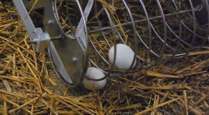 Robot nhặt trứng gà tự động