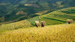 Đặt mục tiêu thu nhập của người dân tộc thiểu số bằng ½ bình quân chung cả nước