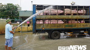 Nguy cơ thiếu 200.000 tấn thịt lợn dịp cuối năm