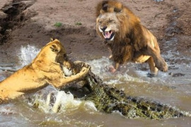 Video: Sư tử tấn công cá sấu để bảo vệ đồng loại