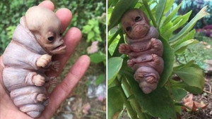 Sinh vật lạ có mặt giống mặt người xuất hiện trong rẫy khoai mì Kon Tum là chuyện bịa đặt