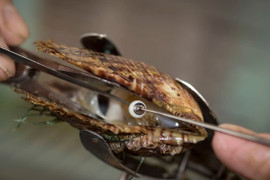 Nghề nuôi trai lấy ngọc siêu tỉ mỉ ở Nhật Bản