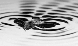 Video quay chậm cảnh ong mật 'lướt sóng' trên mặt nước