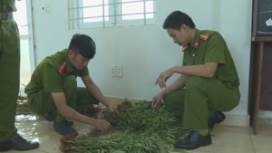 Hàng trăm cây cần sa được trồng trên rẫy cà phê ở Đắk Lắk