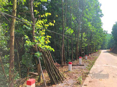 Chuyện lạ ở Cẩm Phả: Hàng trăm cây hoa ban dọc đường 16 tỷ, khi quyết toán không ai nhận trồng