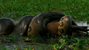 Video: Trăn khổng lồ tấn công chớp nhoáng lấy mạng nai rừng