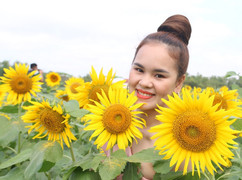 Ảnh: Đẹp ngỡ ngàng cánh đồng hoa hướng dương giữa lòng xứ Quảng