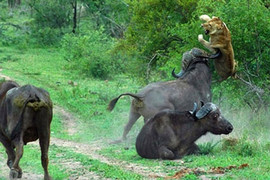 Video: Trâu rừng húc văng sư tử cứu đồng loại