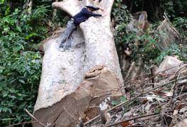 Thâm nhập 'đại công trường' khai thác gỗ lậu ở Đắk Lắk