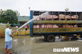 Lợn nhập lậu tràn qua biên giới, QLTT ra công văn khẩn