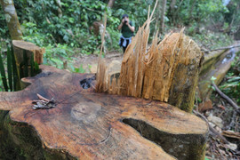 Cận cảnh hàng loạt cây cổ thụ ở rừng phòng hộ Sông Tranh bị ‘xẻ thịt’