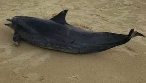 Phát hiện xác cá heo 60kg dạt vào bờ biển Quảng Ngãi