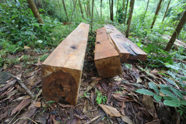 Hàng chục cây cổ thụ ở Sông Tranh bị ‘xẻ thịt': Kiểm lâm, BQL rừng đang xác minh