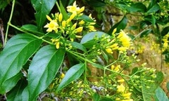Giận chồng, vợ vào rừng ăn lá ngón tự tử