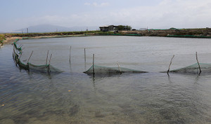 Thương lái trả giá ốc hương cao ngất, gom bán sang Trung Quốc