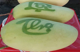 300.000 đồng một trái xoài 'nhả chữ'