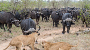 Video: Chạm trán đàn trâu 500 con, sư tử không dám ho he, buộc phải bỏ đi