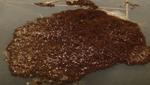 Video: Kiến lửa 'kết bè' sống sót qua lũ lụt và mùa mưa