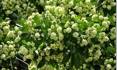 Bác sĩ cảnh báo: Ngửi hoa sữa nhiều dễ bị dị ứng, khó thở và phát ban