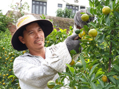 Ảnh: ‘Thủ phủ’ quất cảnh miền Trung khấp khởi đón vụ Tết bội thu