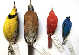 Biến đổi khí hậu, các loài chim nhỏ dần và có nguy cơ tuyệt chủng vào năm 2100