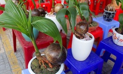 Mãn nhãn bonsai dừa mini siêu độc chơi Tết