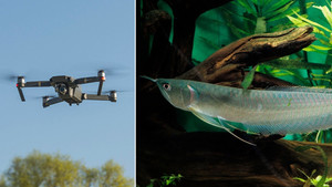 Cá bật nhảy tanh tách khỏi mặt nước, điên cuồng tấn công máy bay không người lái