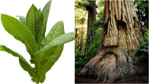 Cây biết đau khi bị cắt và 'rên rỉ' khi không được tưới nước