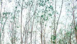 Cây trồng héo úa gần Công ty thép Hòa Phát Dung Quất: Chất lượng môi trường vẫn ổn