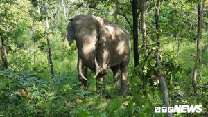 Voi 'bảo mẫu' đầu tiên của Việt Nam chết ở tuổi 59