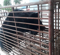 Khởi tố vụ xe taxi vận chuyển gấu ngựa nặng hơn 1 tạ đi tiêu thụ