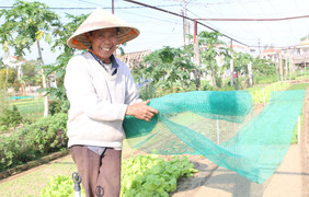 Làng rau sạch 400 năm tuổi tất bật vào vụ Tết