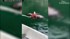 Video: Lao xuống nước tóm bạch tuộc bất thành, đại bàng suýt bị dìm chết