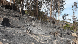 Bị khởi tố vì vô tình gây cháy hơn 100ha rừng