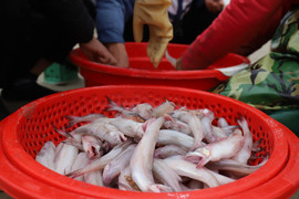 Được mùa cá khoai, ngư dân Hà Tĩnh bám biển kiếm tiền triệu mỗi ngày