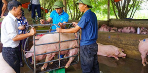 Giá lợn hơi tăng ‘chóng mặt’ 10.000 đồng/kg trong một tuần, Hà Nội lệnh cấm ‘găm hàng’