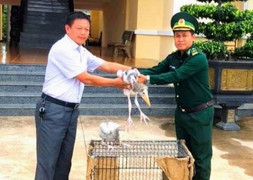 Phát hiện và bàn giao hai cá thể chim quý hiếm ở Đắk Lắk