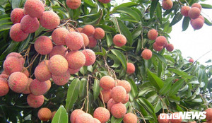 Vải thiều Việt Nam vào Nhật Bản sau 5 năm chờ đợi