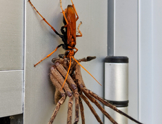 Ong bắp cày hạ gục nhện khổng lồ, lôi xềnh xệch về tổ