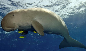 Đau lòng chuyện ăn thịt 'nàng tiên cá' dưới biển để... sung mãn ở Phú Quốc