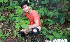 Đánh thức ‘báu vật’ trong rừng: Khi nào người Việt được ăn ‘khoai sâm’ bổ dưỡng?